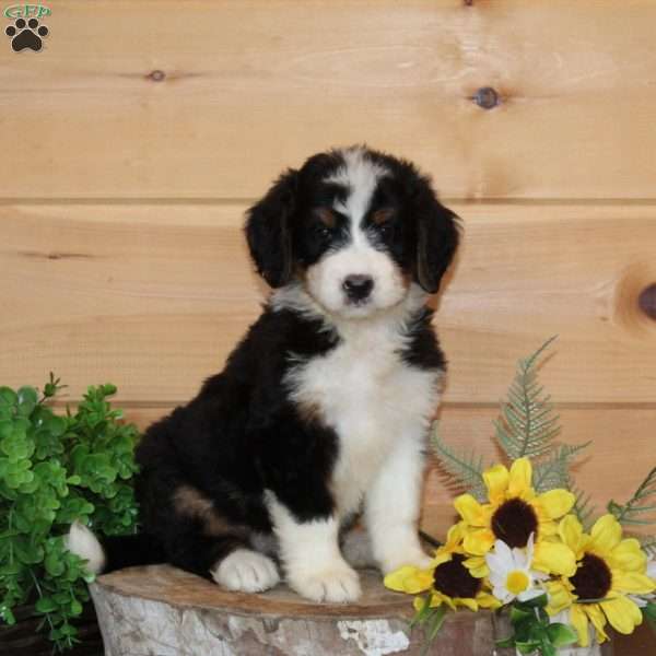 Apricot – F1, Bernedoodle Puppy